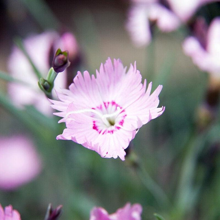 Dianthus 'Bath's Pink' ~ Bath's Pink Dianthus-ServeScape