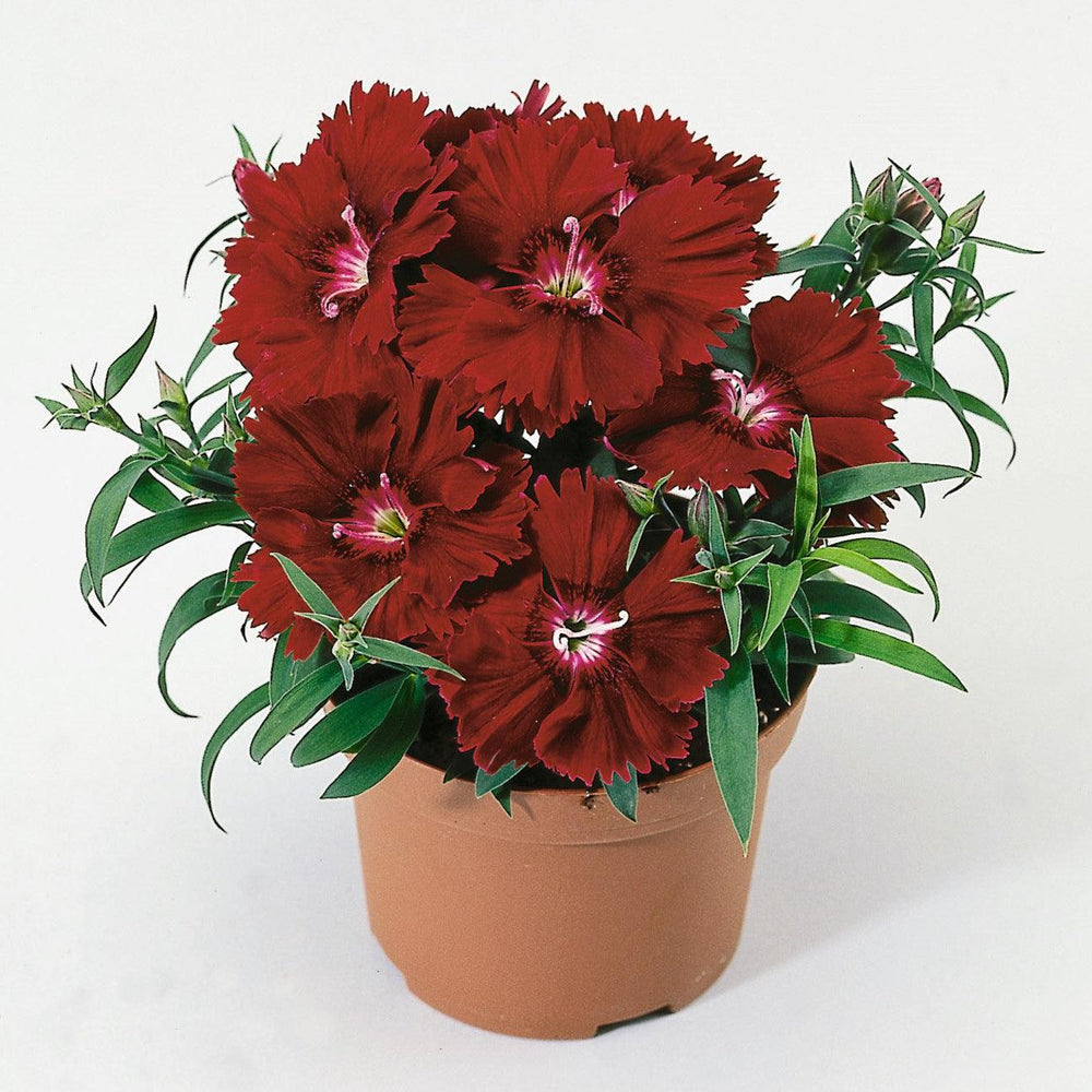 Dianthus 'Diana Crimson' ~ Diana Crimson Dianthus-ServeScape