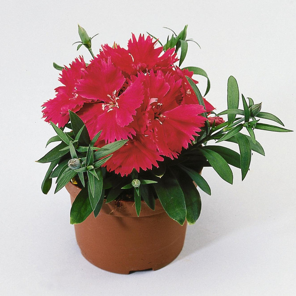 Dianthus 'Diana Rose Shades' ~ Diana Rose Shades Dianthus-ServeScape