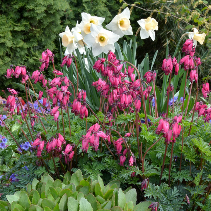 Dicentra 'Amore Rose' ~ Amore™ Rose Bleeding Heart-ServeScape