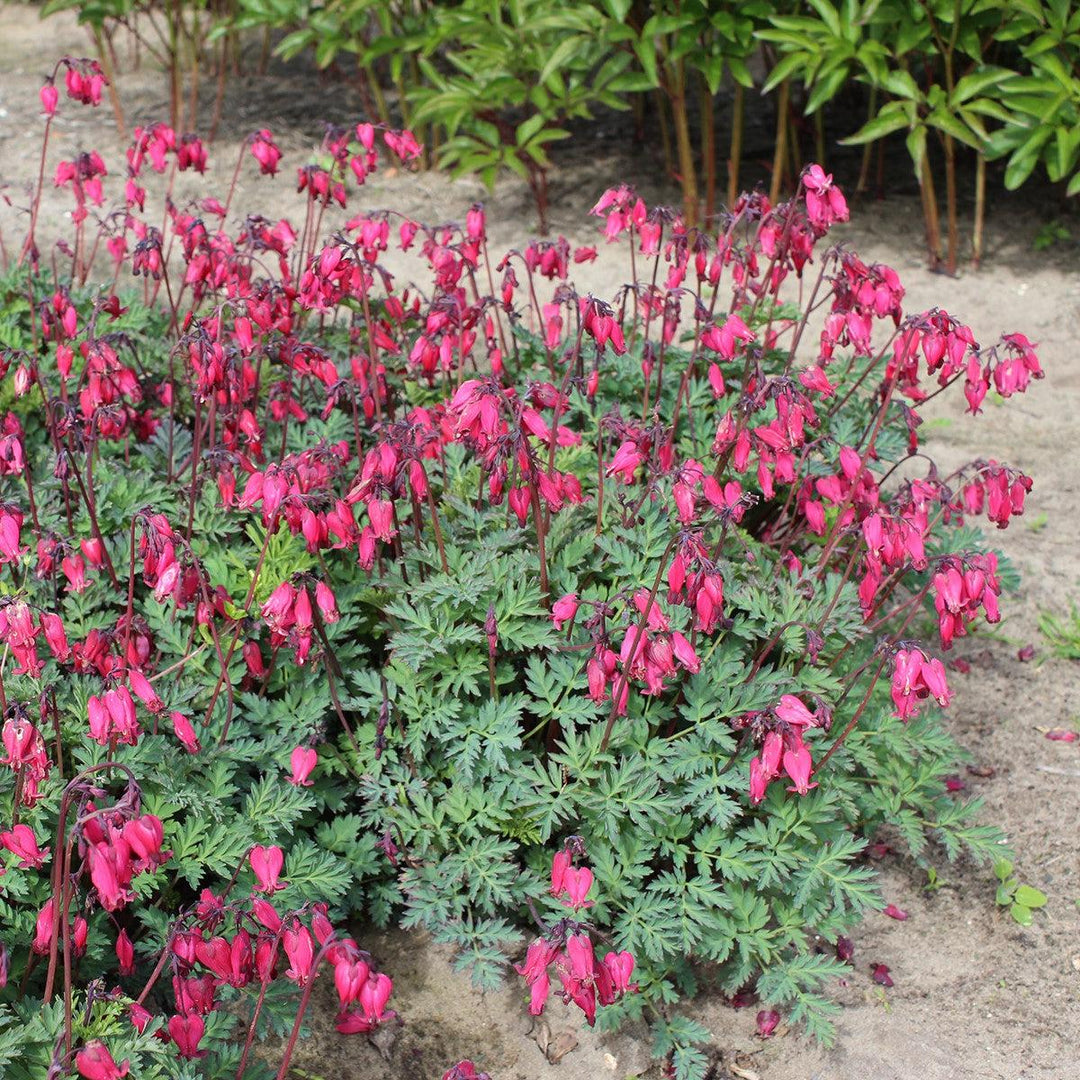 Dicentra 'Amore Rose' ~ Amore™ Rose Bleeding Heart-ServeScape