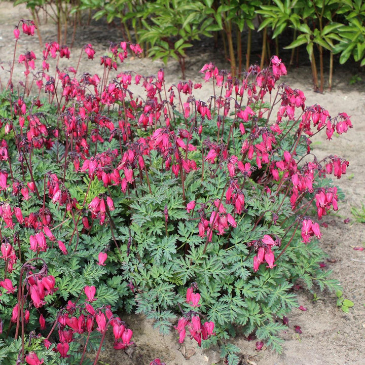 Dicentra 'Amore Rose' ~ Amore™ Rose Bleeding Heart-ServeScape