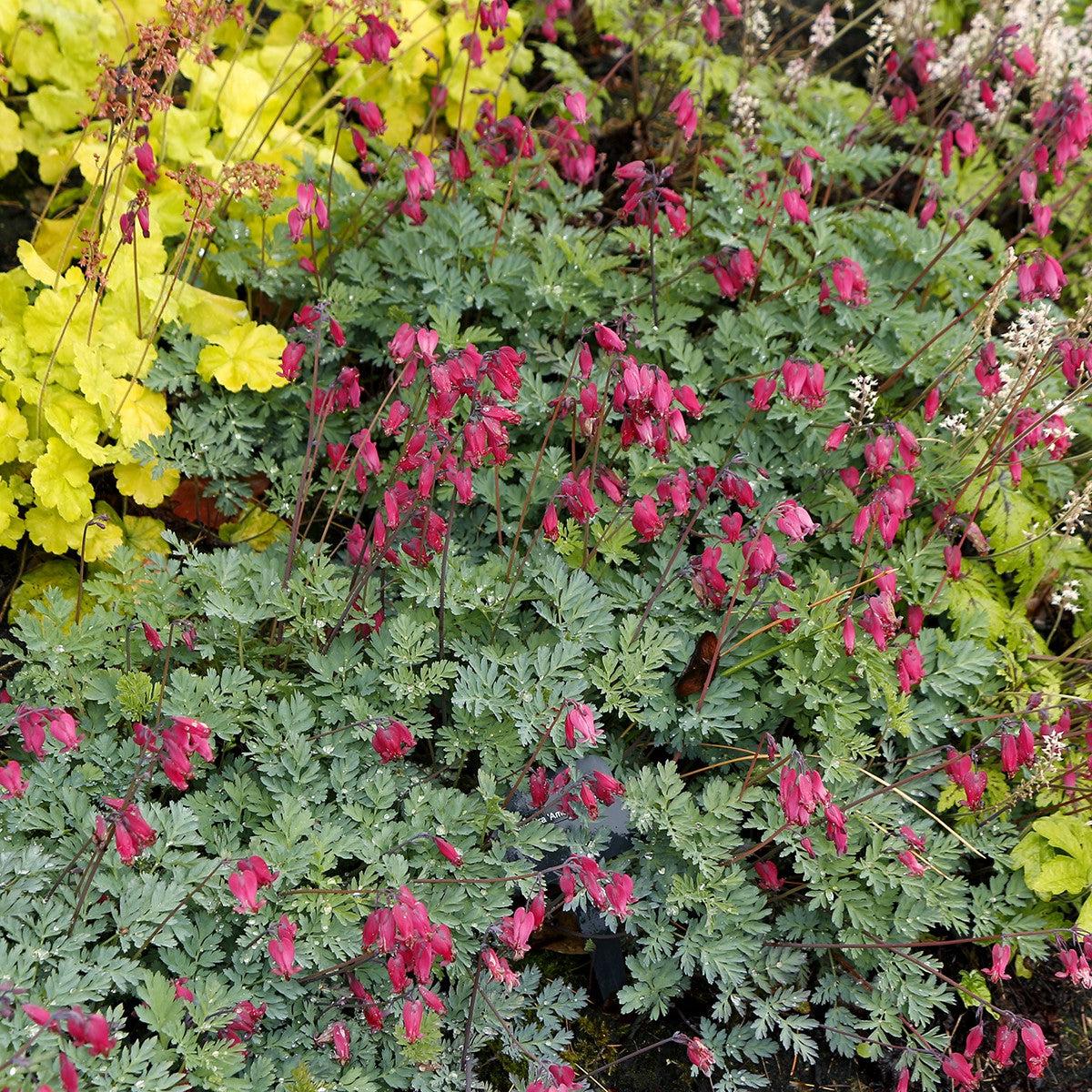 Dicentra 'Amore Rose' ~ Amore™ Rose Bleeding Heart-ServeScape