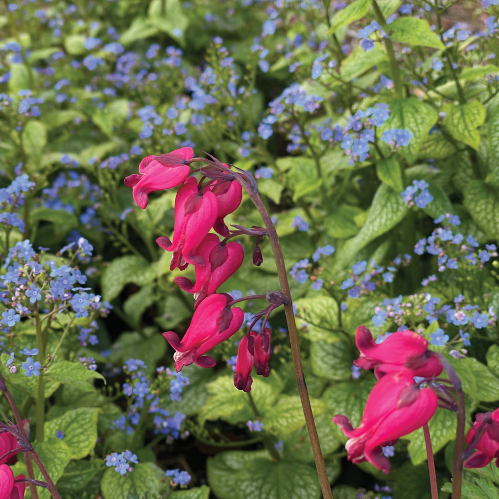Dicentra 'Amore Rose' ~ Amore™ Rose Bleeding Heart-ServeScape