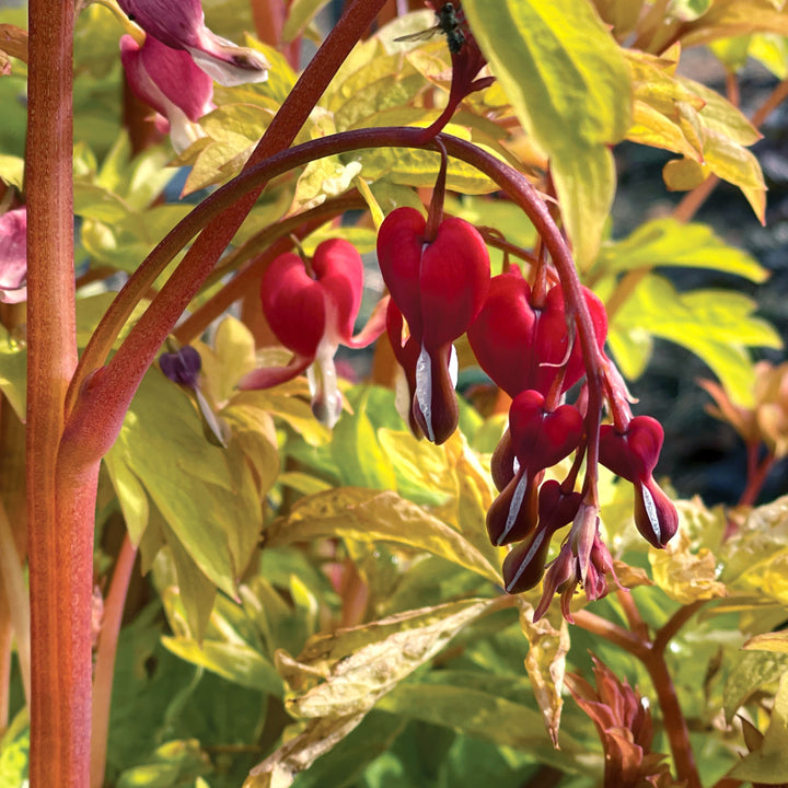 Dicentra spectabilis 'Ruby Gold' ~ Ruby Gold Bleeding Heart-ServeScape