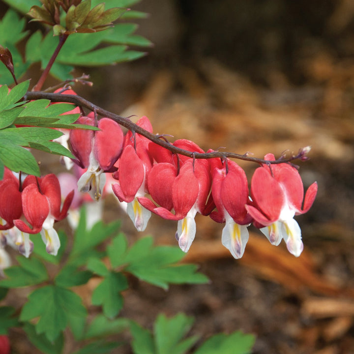 Dicentra spectabilis 'Hordival' ~ Valentine® Bleeding Heart