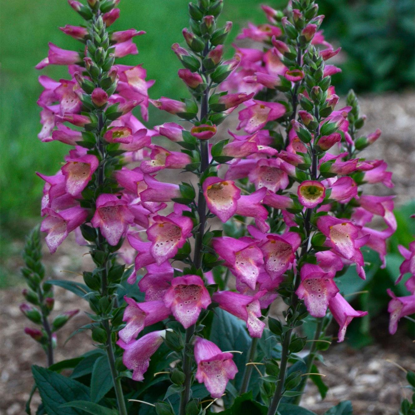 x Digiplexis 'Berry Canary' ~ Berry Canary Tender Foxglove-ServeScape