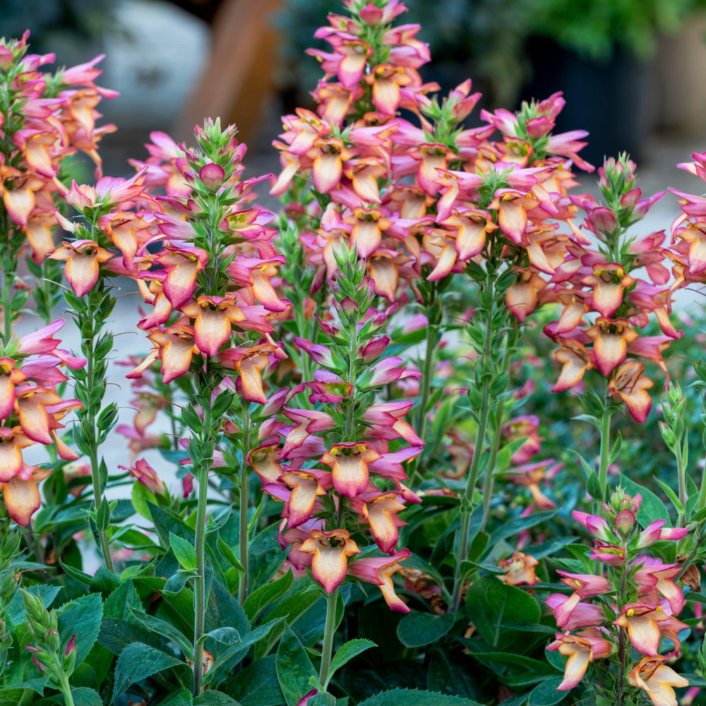 x Digiplexis 'Dg 09/4' ~ Illumination® Flame Tender Foxglove-ServeScape