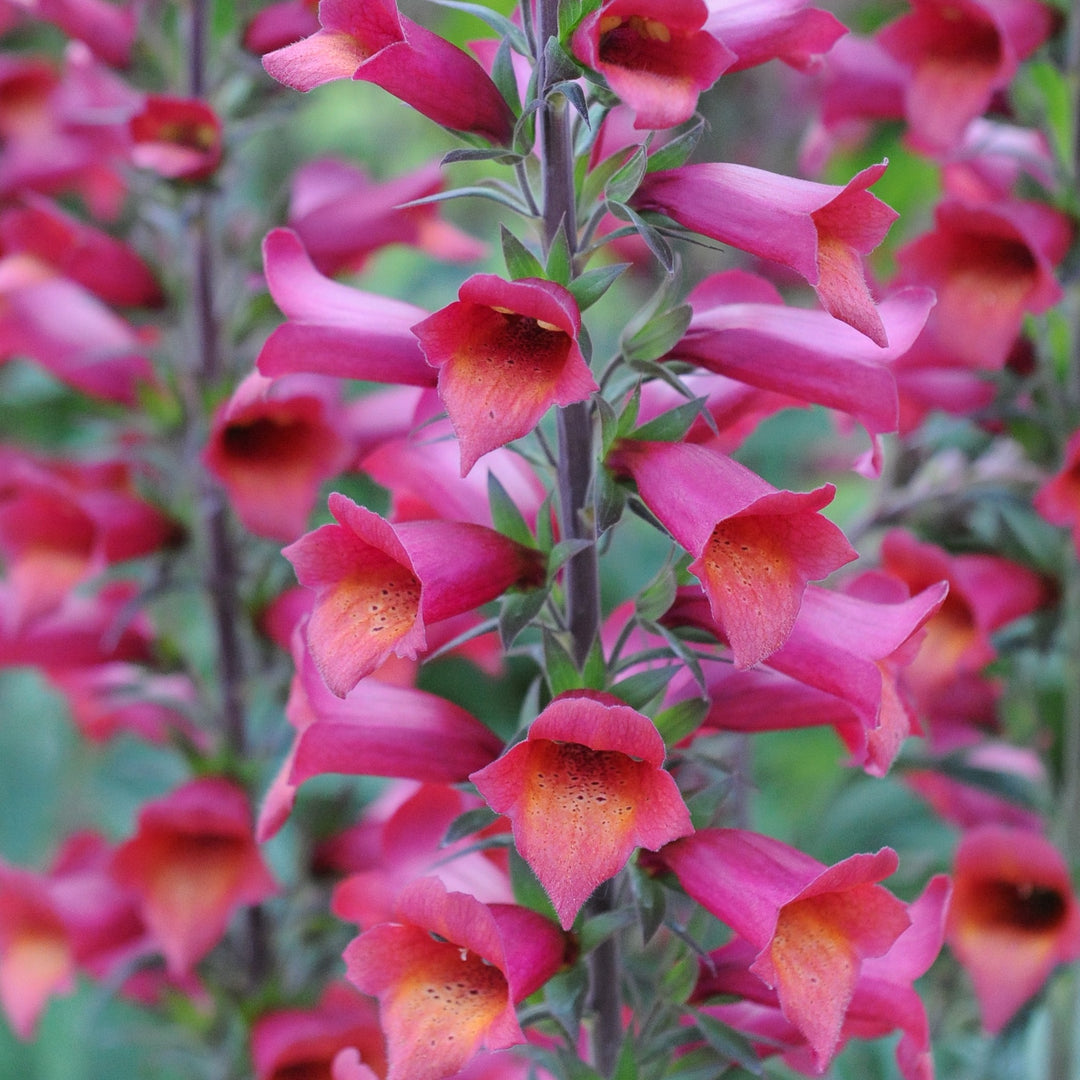 x Digiplexis 'Tmdg1204' ~ Illumination® Raspberry Tender Foxglove-ServeScape