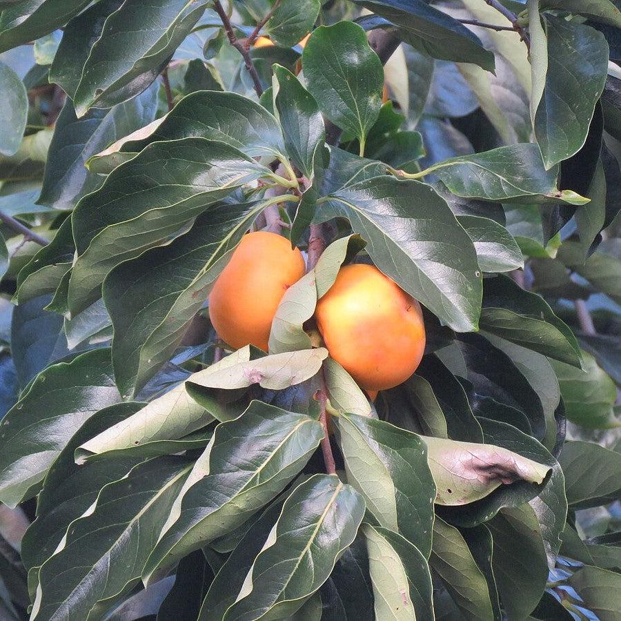 Diospyros kaki 'Fuyugaki' ~ Fuyugaki Persimmon-ServeScape