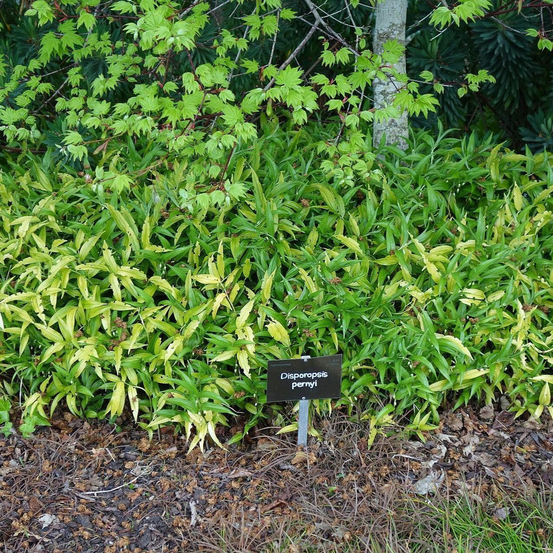 Disporopsis pernyi ~ Evergreen Solomon's Seal-ServeScape