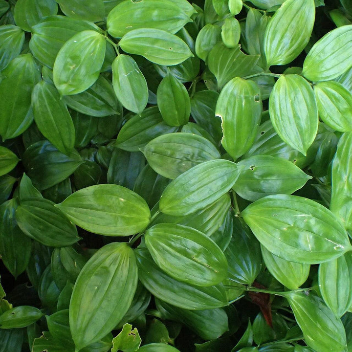 Disporopsis pernyi ~ Evergreen Solomon's Seal-ServeScape