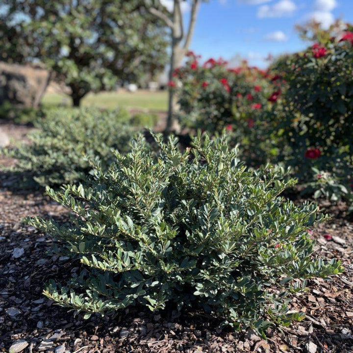 Distylium x ‘DISmd-26-18' ~ Bloomin' Easy® Little Champ™ Distylium-ServeScape