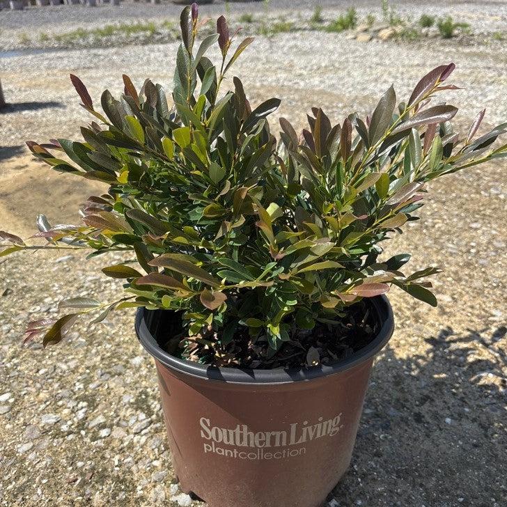 Distylium 'PIIDIST-III' PP25,304 ~ First Editions® Coppertone™ Distylium-ServeScape