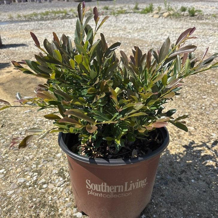 Distylium 'PIIDIST-III' PP25,304 ~ First Editions® Coppertone™ Distylium-ServeScape