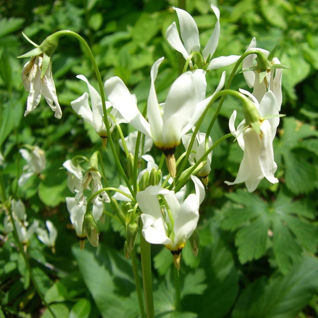 Dodecatheon meadia ~ Shooting Star, White-ServeScape
