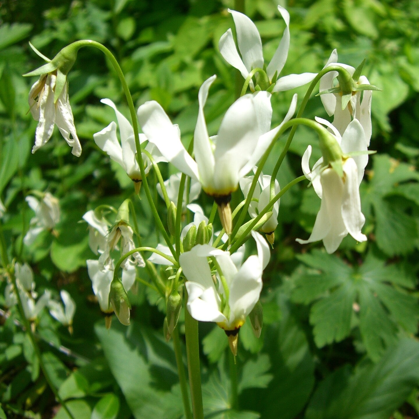 Dodecatheon meadia ~ Shooting Star, White-ServeScape