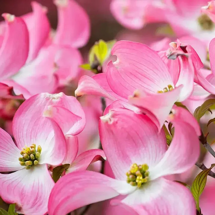 Cornus florida 'American Beauty' ~ American Beauty Dogwood-ServeScape
