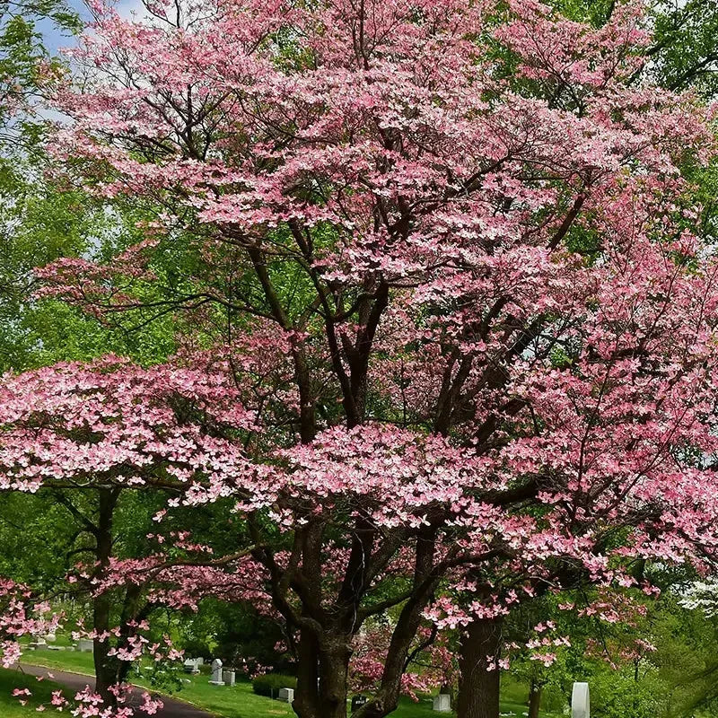 Cornus florida 'American Beauty' ~ American Beauty Dogwood-ServeScape