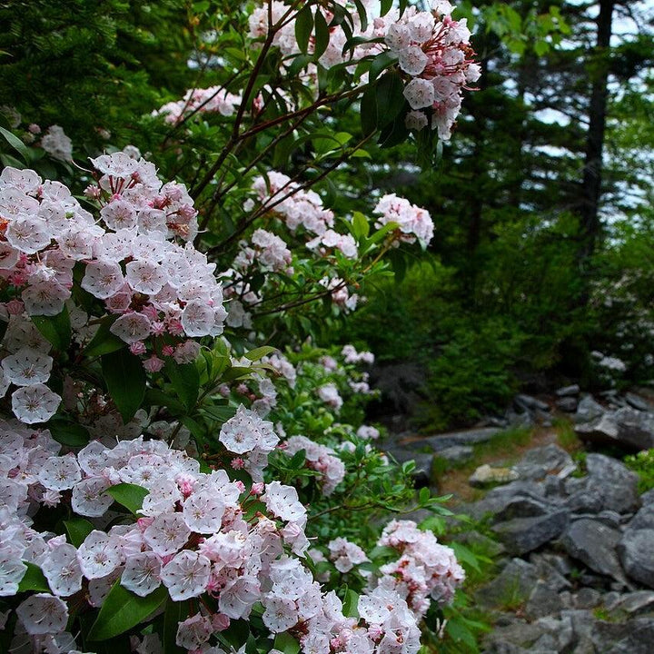 Kalmia latifolia ~ Mountain Laurel-ServeScape