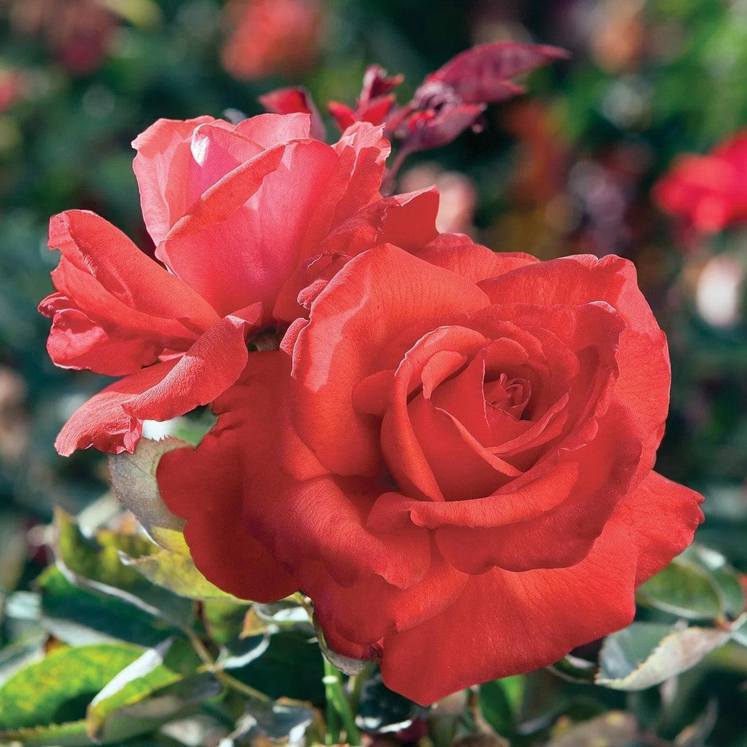 Rosa 'Dolly Parton' ~ Dolly Parton Rose-ServeScape