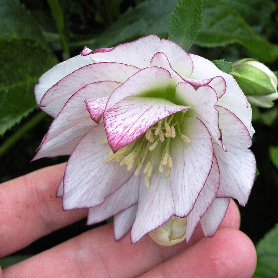 Helleborus 'Fire & Ice' ~ Winter Jewels™ Fire & Ice' Hellebore-ServeScape