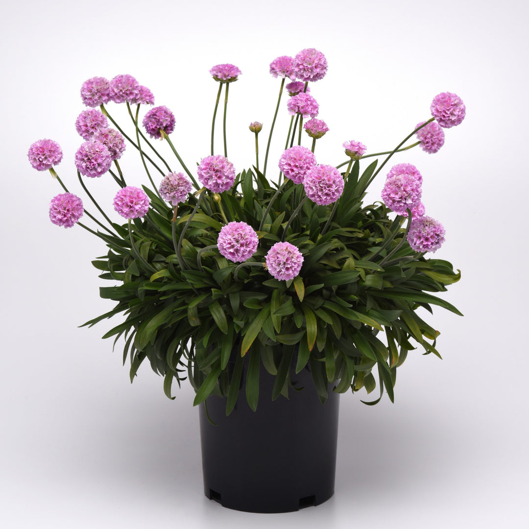 Armeria pseudarmeria 'Sweet Dreams' ~ Dreameria® Sweet Dreams Thrift-ServeScape