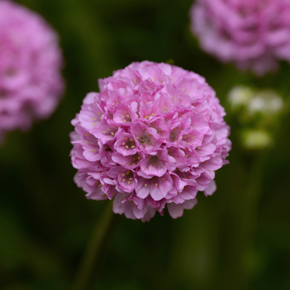 Armeria pseudarmeria 'Sweet Dreams' ~ Dreameria® Sweet Dreams Thrift-ServeScape