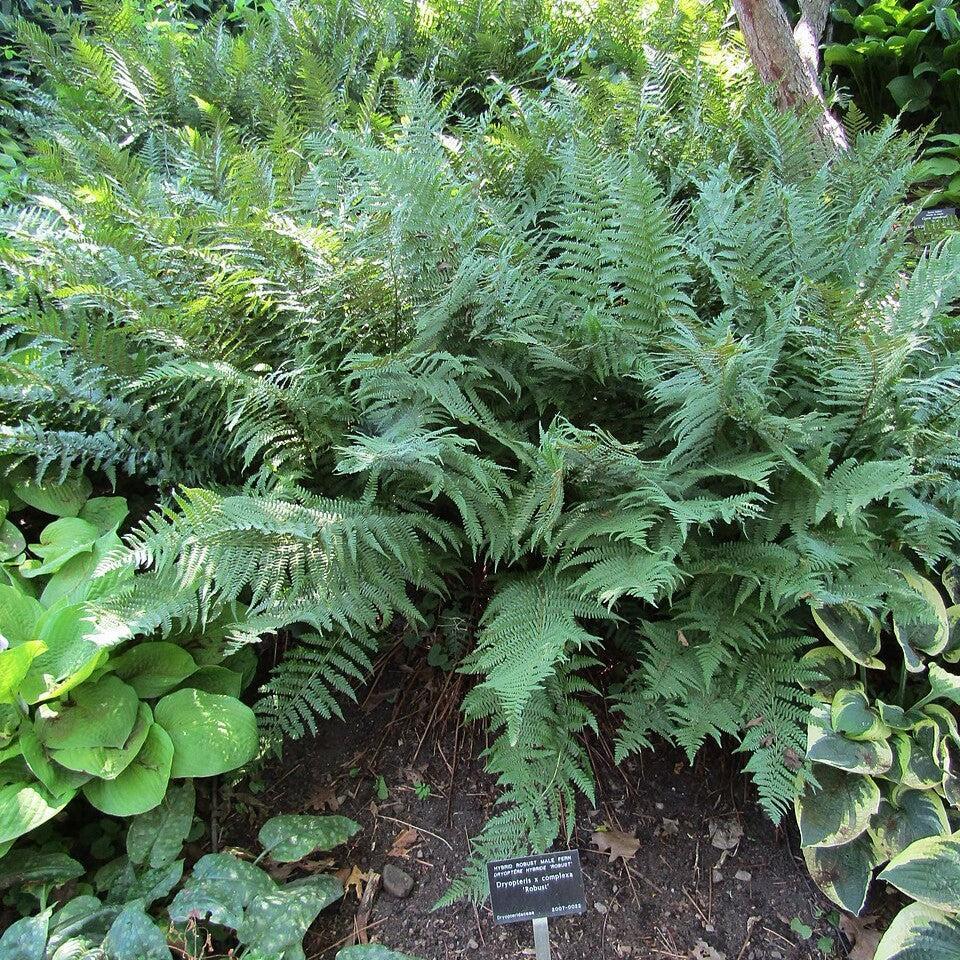Dryopteris filix-mas 'Robust' ~ Robust Male Fern-ServeScape
