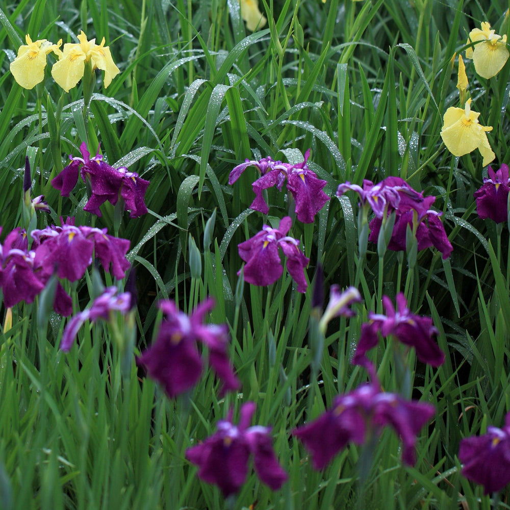 Iris ensata 'Ruby King' ~ Monrovia® Ruby King Japanese Iris-ServeScape