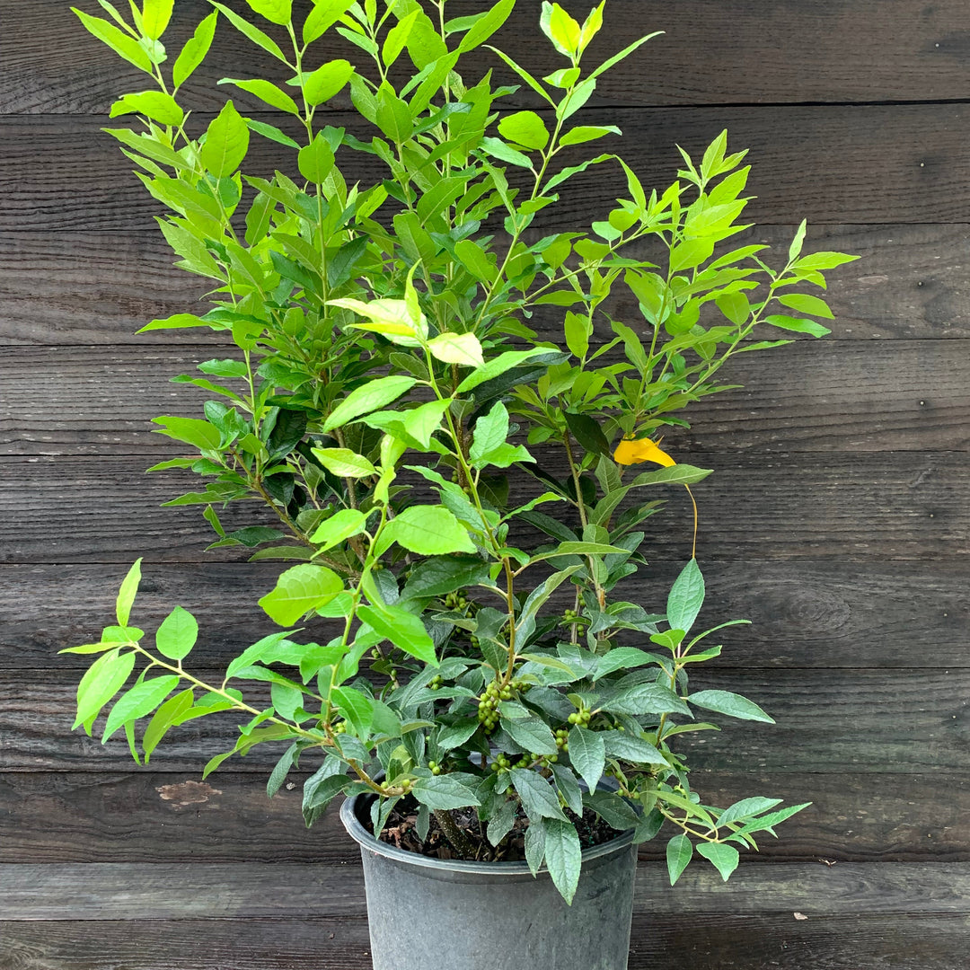 Ilex verticillata 'Winter Red' ~ Winter Red Winterberry-ServeScape