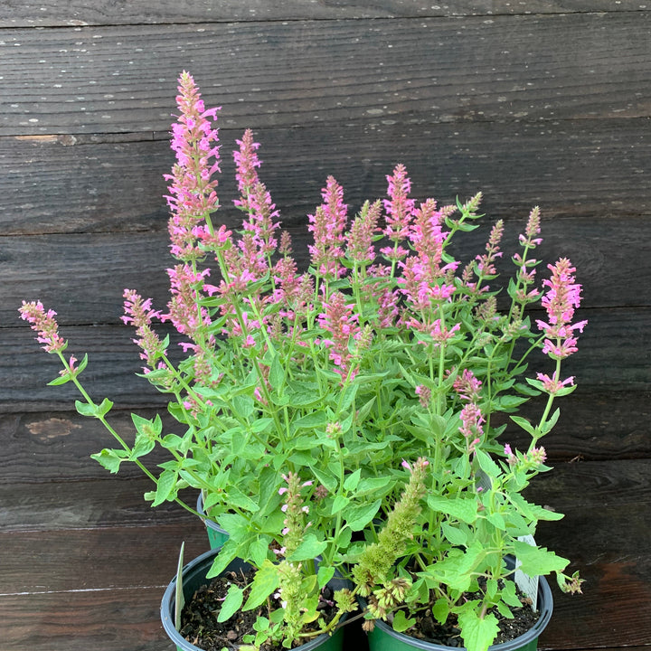 Agastache 'TNAGAPL' ~ Poquito™ Lavender Hyssop-ServeScape