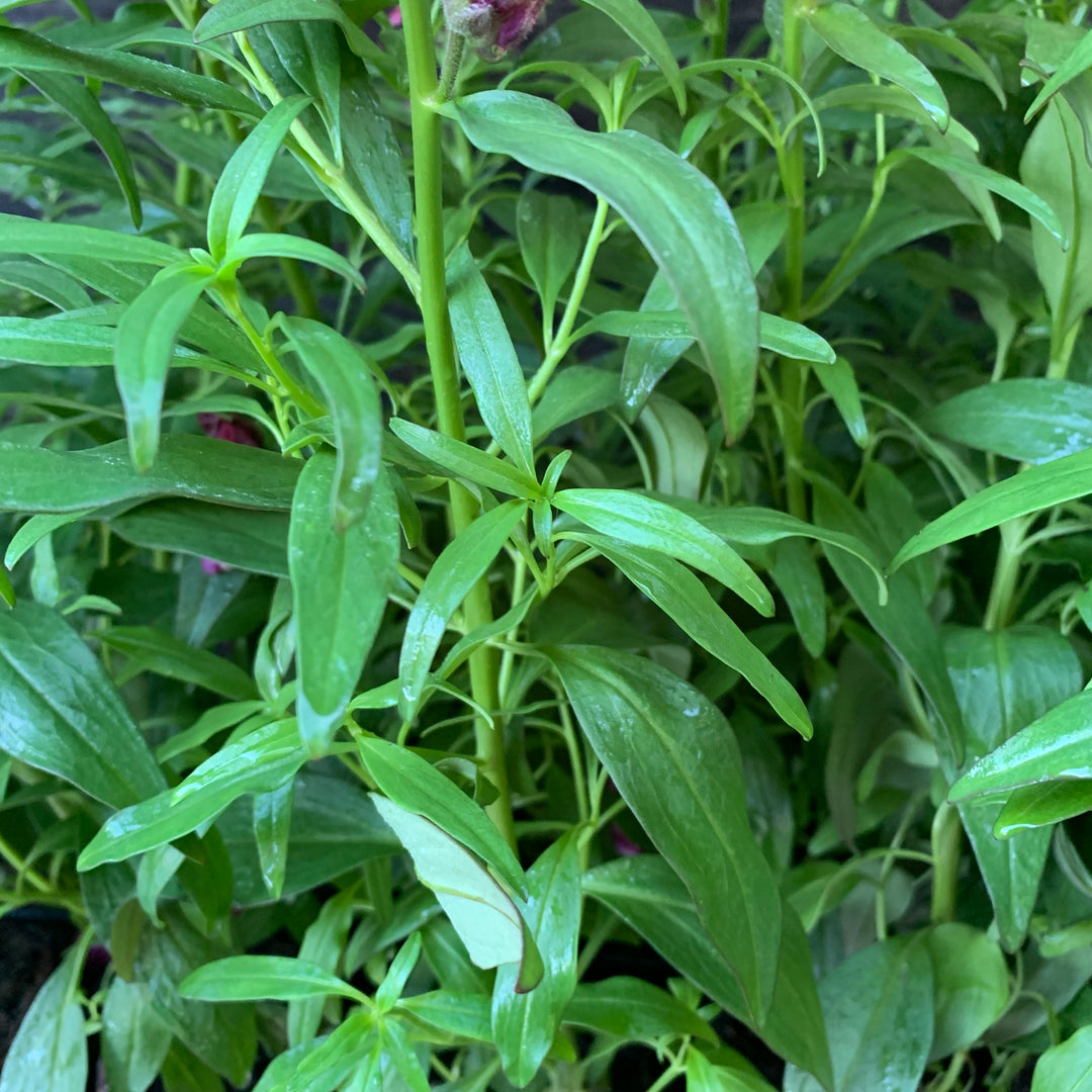 Antirrhinum majus 'Speedy Sonnet Crimson' ~ Speedy Sonnet Crimson Snapdragon-ServeScape