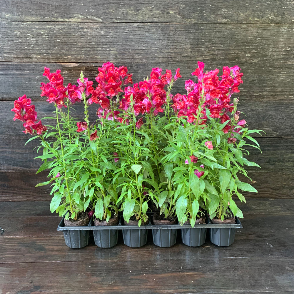 Antirrhinum majus 'Speedy Sonnet Crimson' ~ Speedy Sonnet Crimson Snapdragon-ServeScape