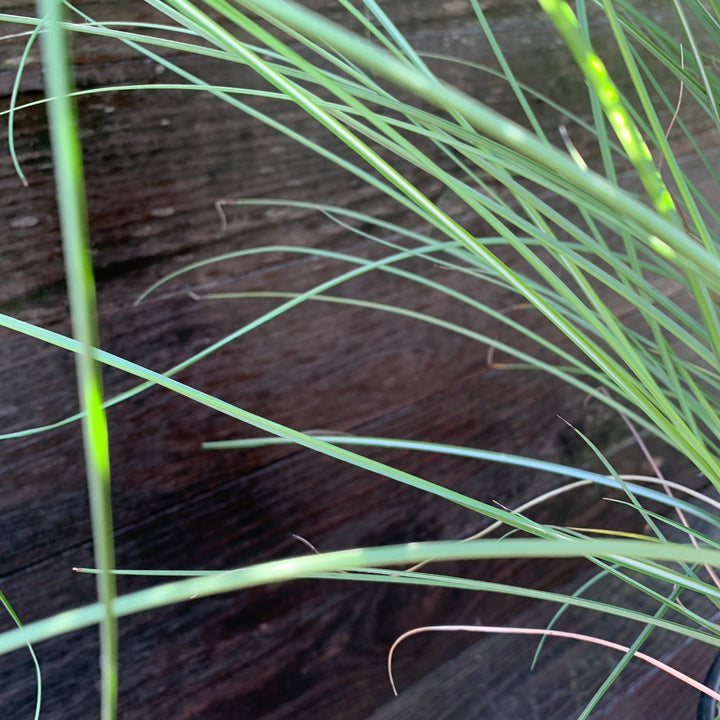 Miscanthus sinensis 'Gracillimus' ~ Maiden Grass-ServeScape