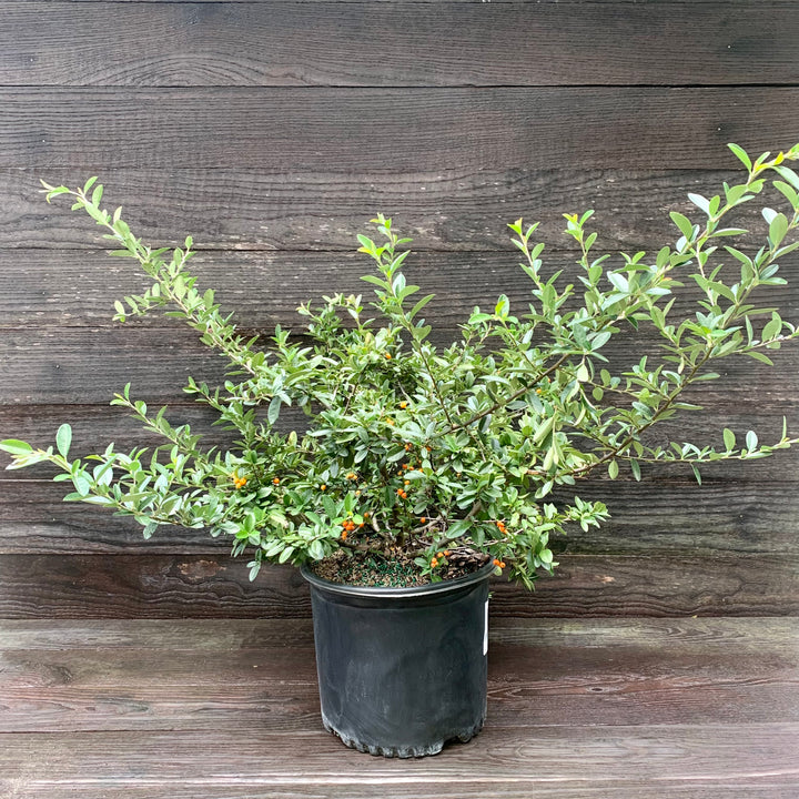 Pyracantha x 'Mohave' ~ Mohave Firethorn Shrub-ServeScape