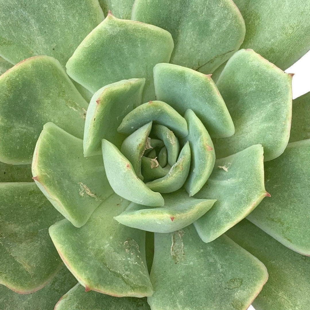 Echeveria 'California Queen' ~ California Queen Echeveria-ServeScape