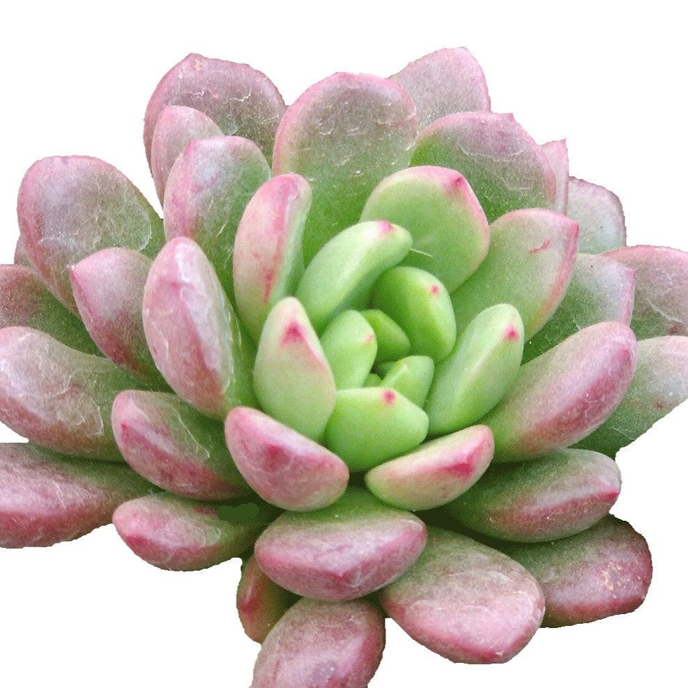 Echeveria 'Pink Ruby' ~ Pink Ruby Echeveria-ServeScape