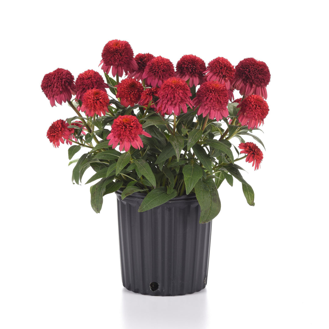 Echinacea hybrida 'Balscrasux' ~ Monrovia® Double Scoop™ Raspberry Deluxe Echinacea-ServeScape