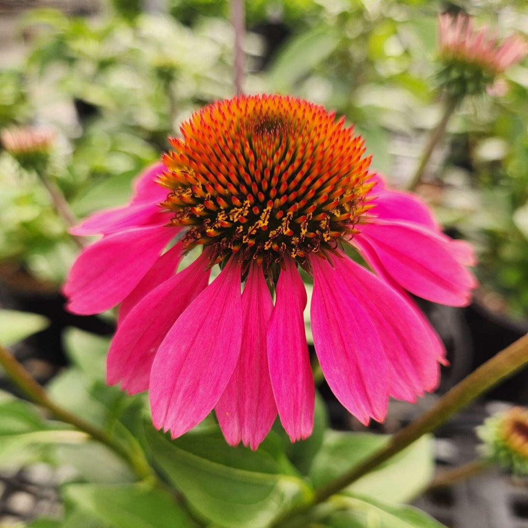 Echinacea 'Panama Rose' ~ Panama® Rose Coneflower-ServeScape