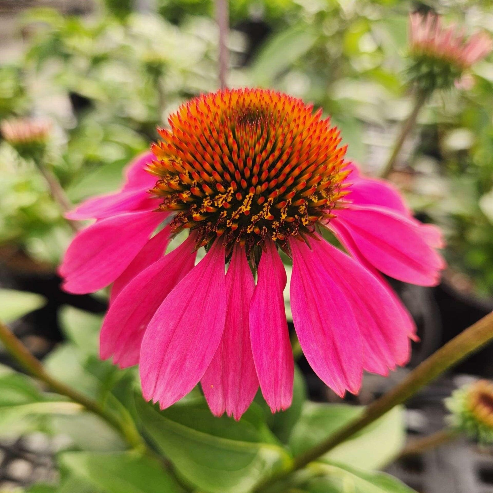 Echinacea 'Panama Rose' ~ Panama® Rose Coneflower-ServeScape
