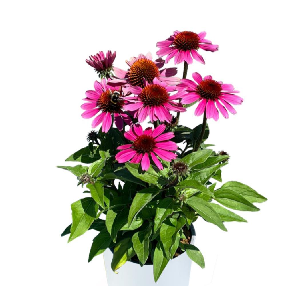 Echinacea 'Panama Rose' ~ Panama® Rose Coneflower-ServeScape