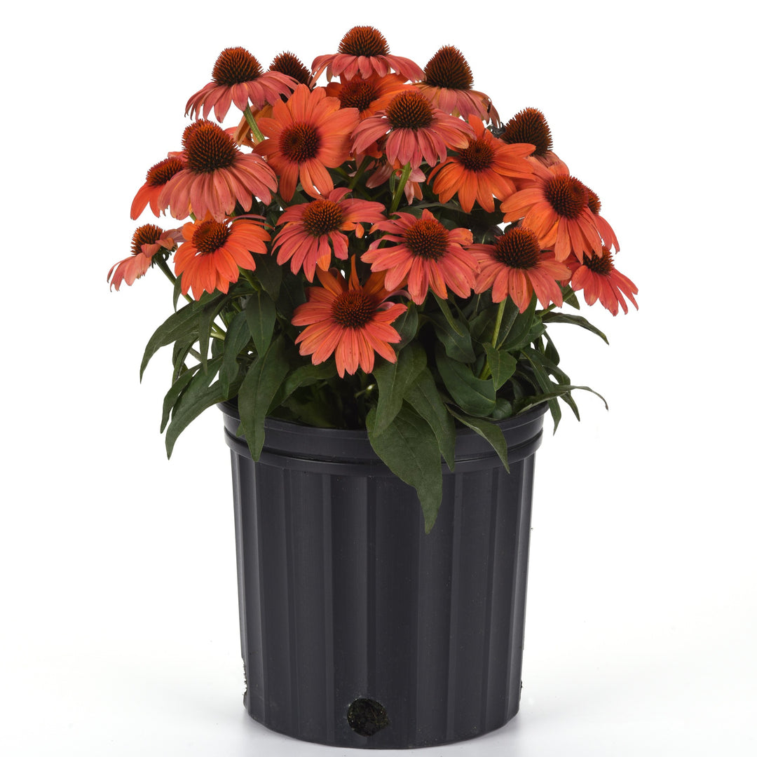 Echinacea 'Balsomambo' ~ Sombrero® Mandarin Mambo Coneflower-ServeScape