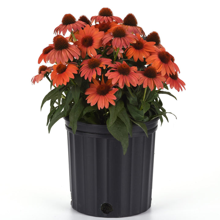 Echinacea 'Balsomambo' ~ Sombrero® Mandarin Mambo Coneflower-ServeScape