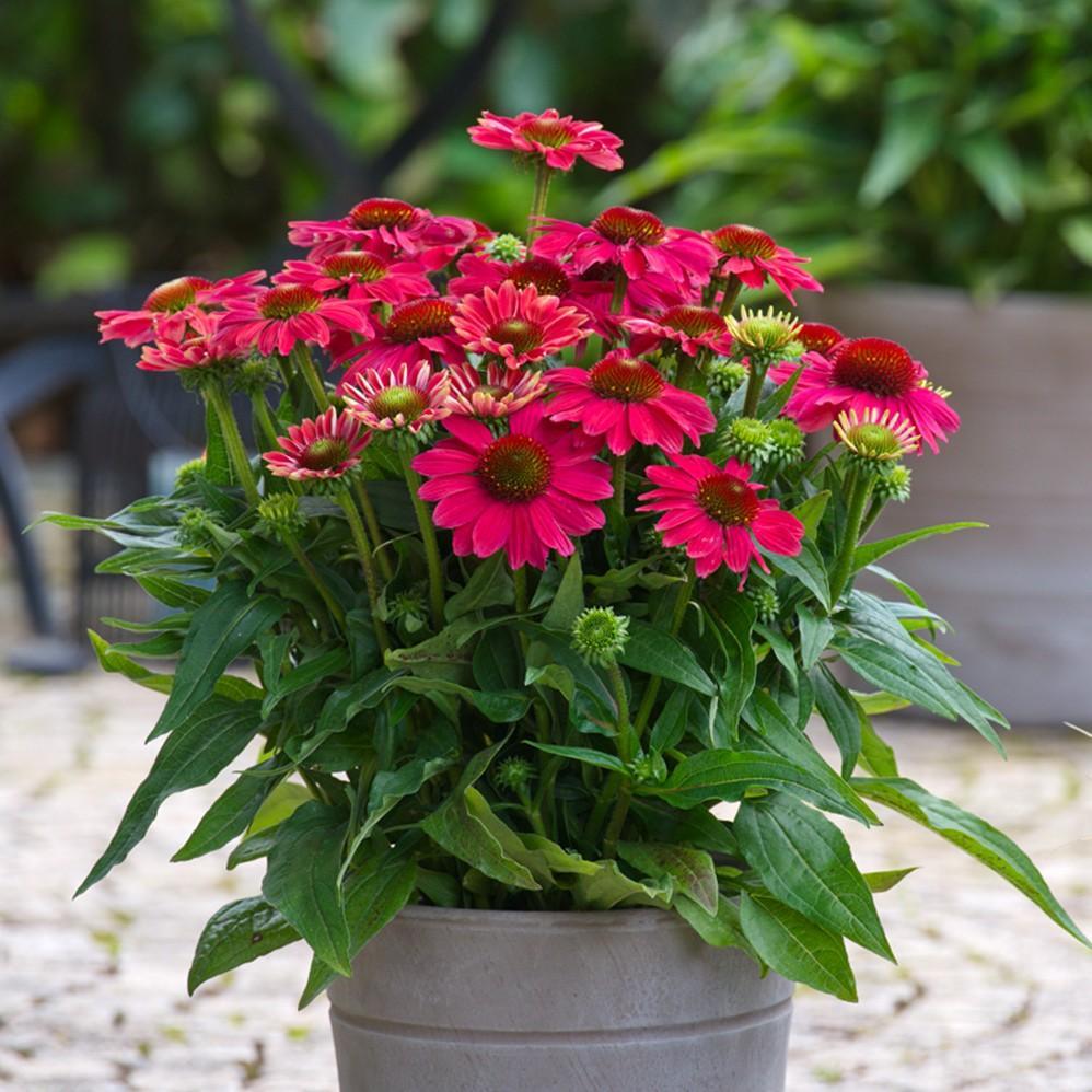 Echinacea purpurea 'SunMagic Vintage Lipstick' ~ SunMagic® Vintage Lipstick Echinacea-ServeScape