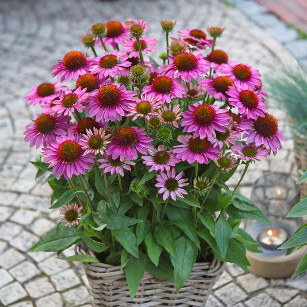 Echinacea purpurea 'SunMagic Vintage Pink' ~ SunMagic® Vintage Pink Echinacea-ServeScape