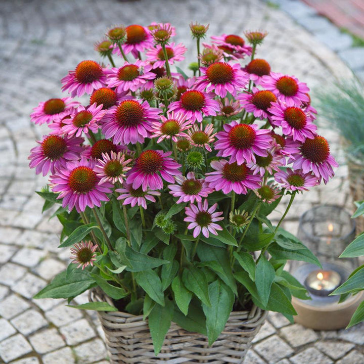 Echinacea purpurea 'SunMagic Vintage Pink' ~ SunMagic® Vintage Pink Echinacea-ServeScape