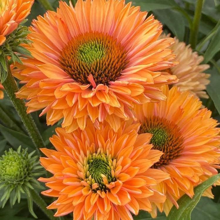 Echinacea 'Pumpkin Pie' ~ Monrovia® SunSeekers® Pumpkin Pie Coneflower-ServeScape