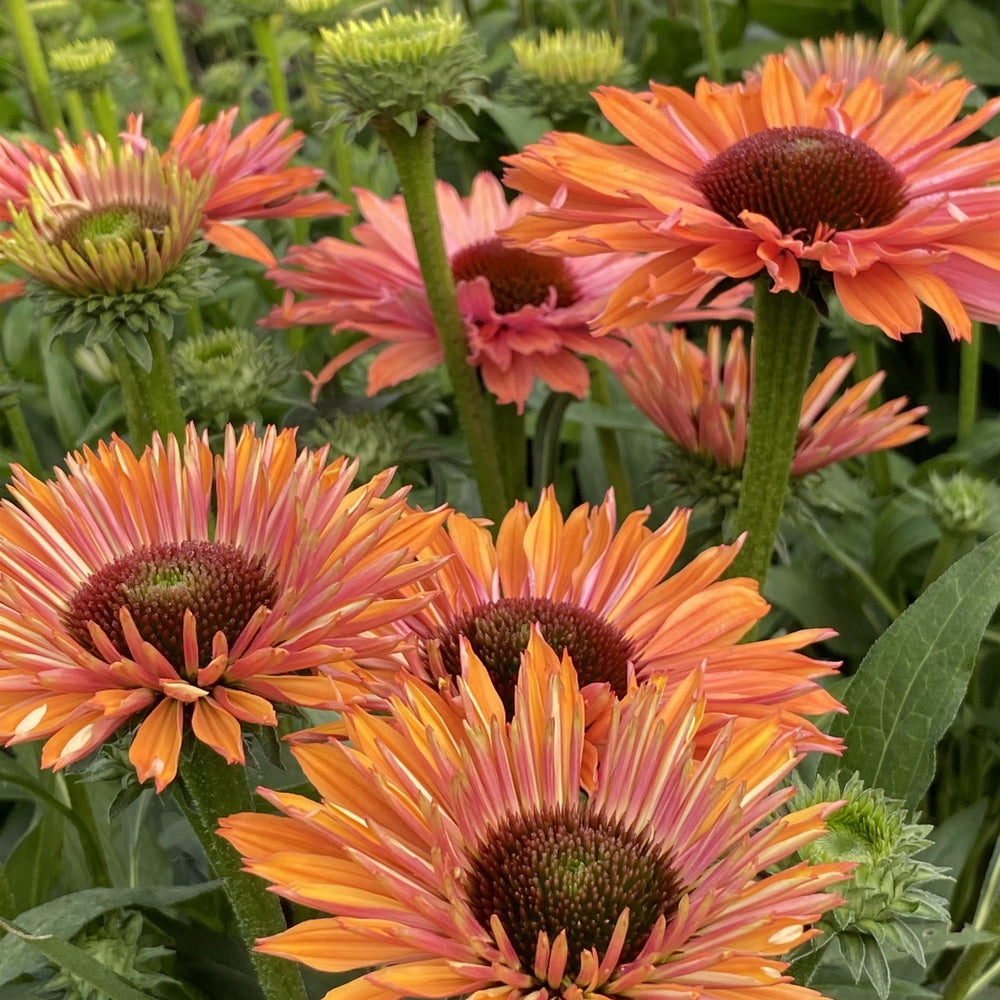 Echinacea 'Rainbow' ~ Monrovia® SunSeekers® Rainbow Coneflower-ServeScape