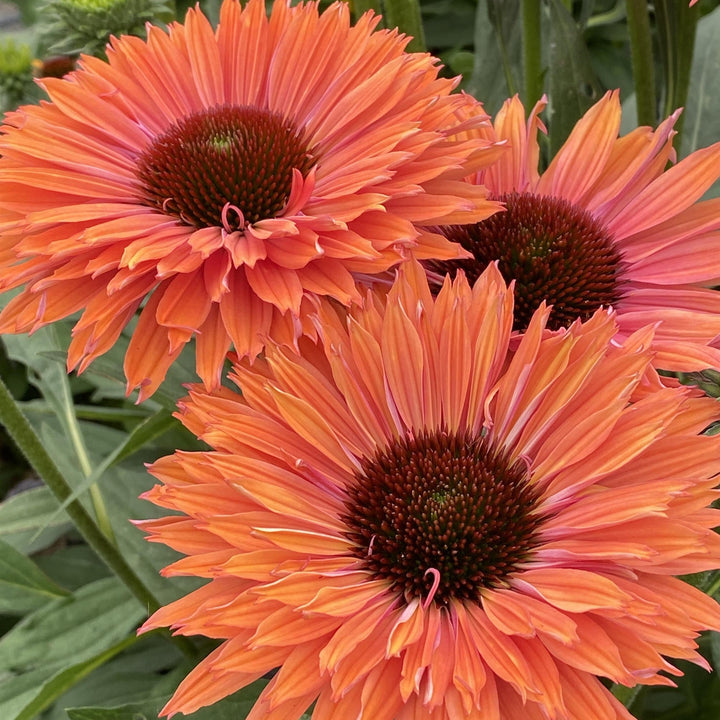 Echinacea 'Rainbow' ~ SunSeekers® Rainbow Coneflower-ServeScape